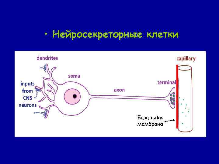  • Нейросекреторные клетки Базальная мембрана 