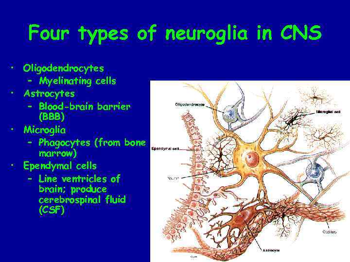 Four types of neuroglia in CNS • Oligodendrocytes – Myelinating cells • Astrocytes –
