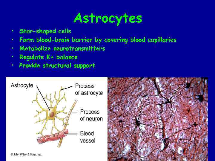 Astrocytes • • • Star-shaped cells Form blood-brain barrier by covering blood capillaries Metabolize