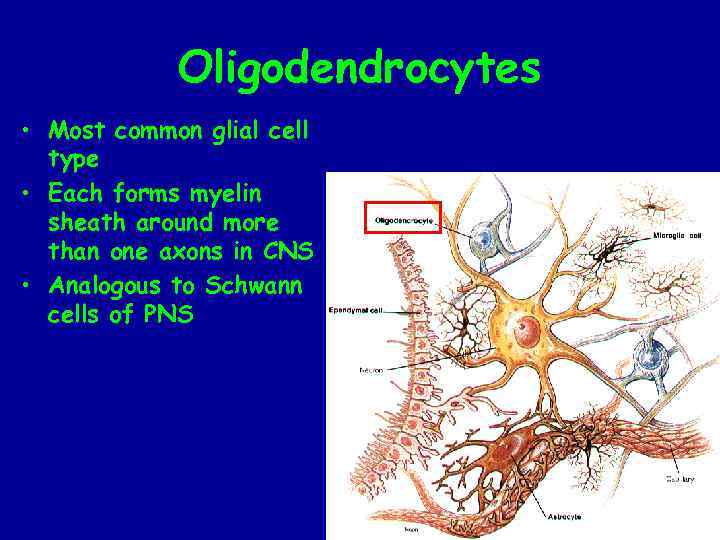 Oligodendrocytes • Most common glial cell type • Each forms myelin sheath around more