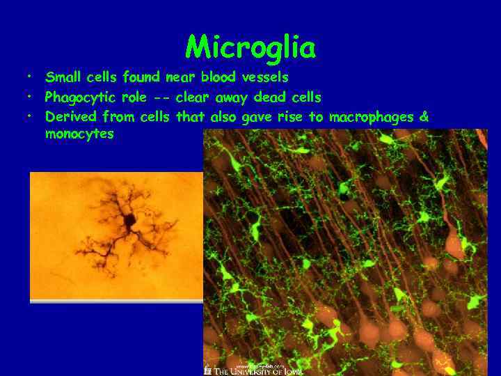 Microglia • Small cells found near blood vessels • Phagocytic role -- clear away