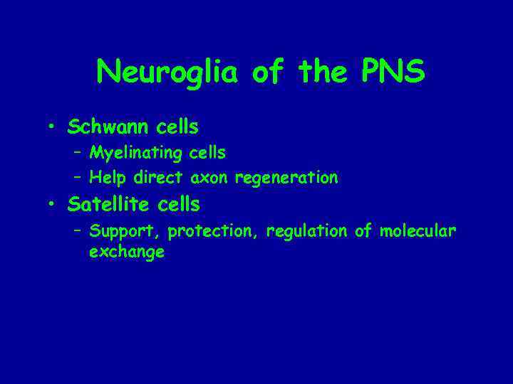 Neuroglia of the PNS • Schwann cells – Myelinating cells – Help direct axon