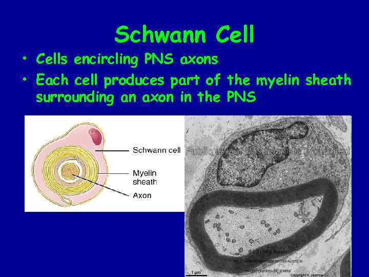 Schwann Cell • Cells encircling PNS axons • Each cell produces part of the