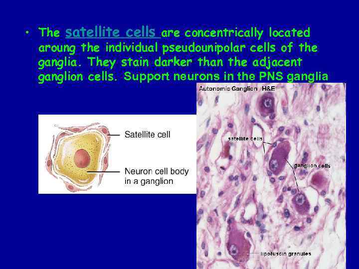  • The satellite cells are concentrically located aroung the individual pseudounipolar cells of