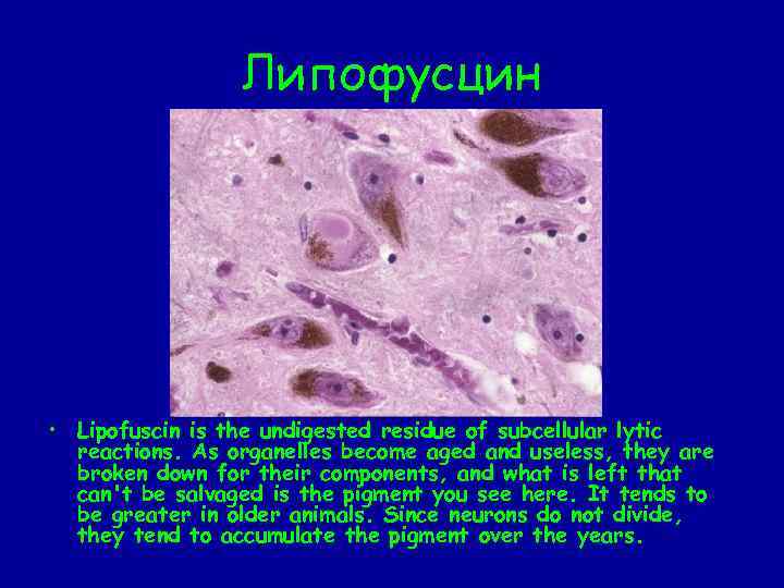 Липофусцин • Lipofuscin is the undigested residue of subcellular lytic reactions. As organelles become