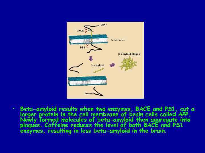  • Beta-amyloid results when two enzymes, BACE and PS 1, cut a larger