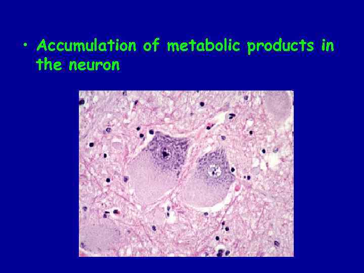 • Accumulation of metabolic products in the neuron 