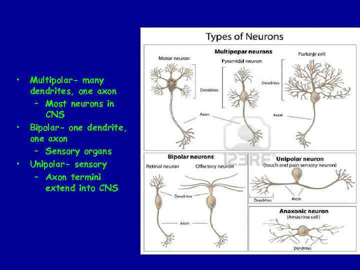  • • • Multipolar- many dendrites, one axon – Most neurons in CNS