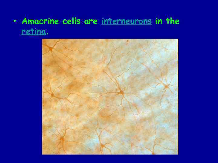  • Amacrine cells are interneurons in the retina. 