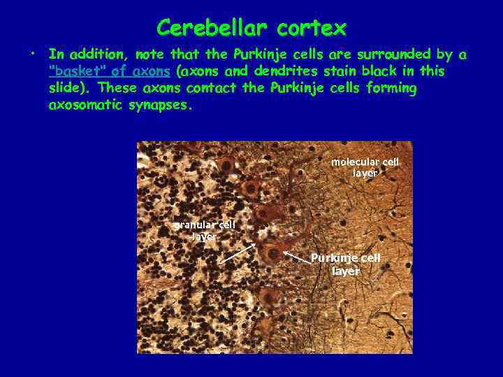 Cerebellar cortex • In addition, note that the Purkinje cells are surrounded by a