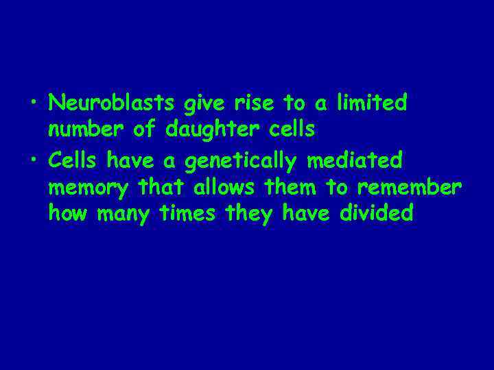  • Neuroblasts give rise to a limited number of daughter cells • Cells