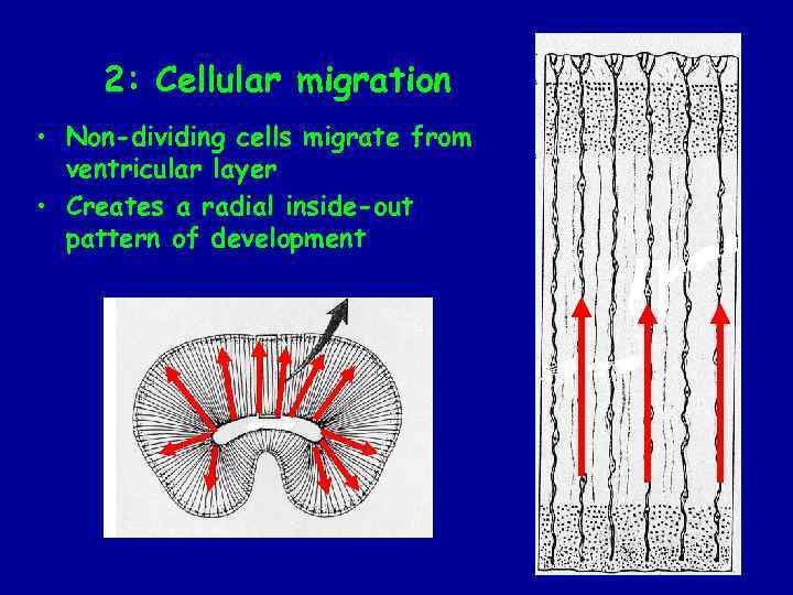 2: Cellular migration • Non-dividing cells migrate from ventricular layer • Creates a radial