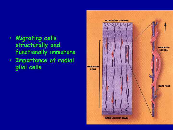  • Migrating cells structurally and functionally immature • Importance of radial glial cells