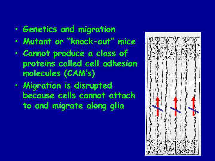  • Genetics and migration • Mutant or “knock-out” mice • Cannot produce a