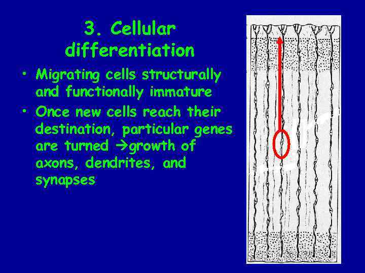 3. Cellular differentiation • Migrating cells structurally and functionally immature • Once new cells