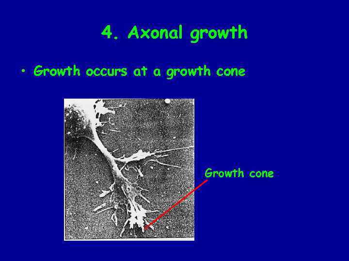 4. Axonal growth • Growth occurs at a growth cone Growth cone 
