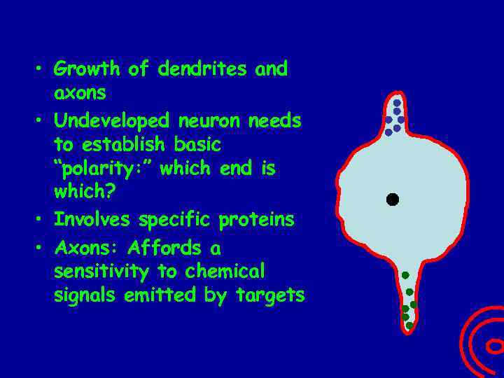  • Growth of dendrites and axons • Undeveloped neuron needs to establish basic