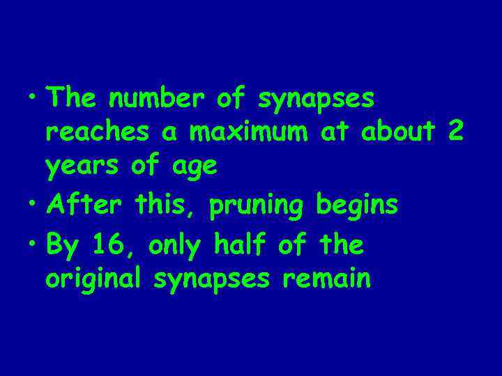  • The number of synapses reaches a maximum at about 2 years of