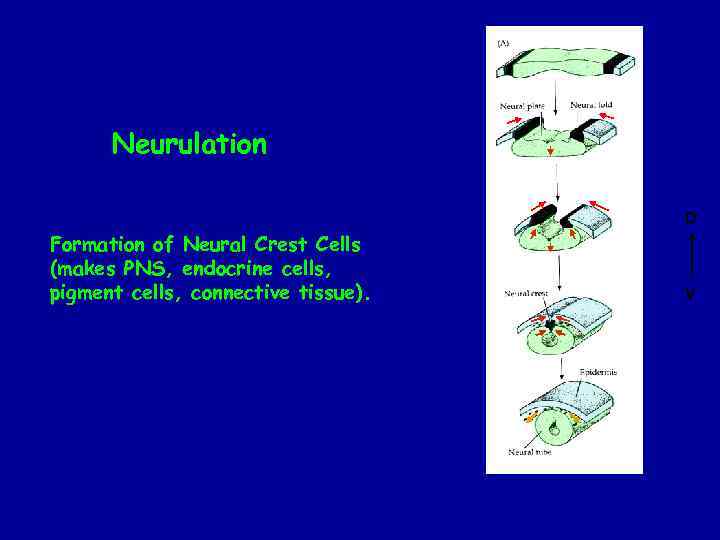 Neurulation D Formation of Neural Crest Cells (makes PNS, endocrine cells, pigment cells, connective