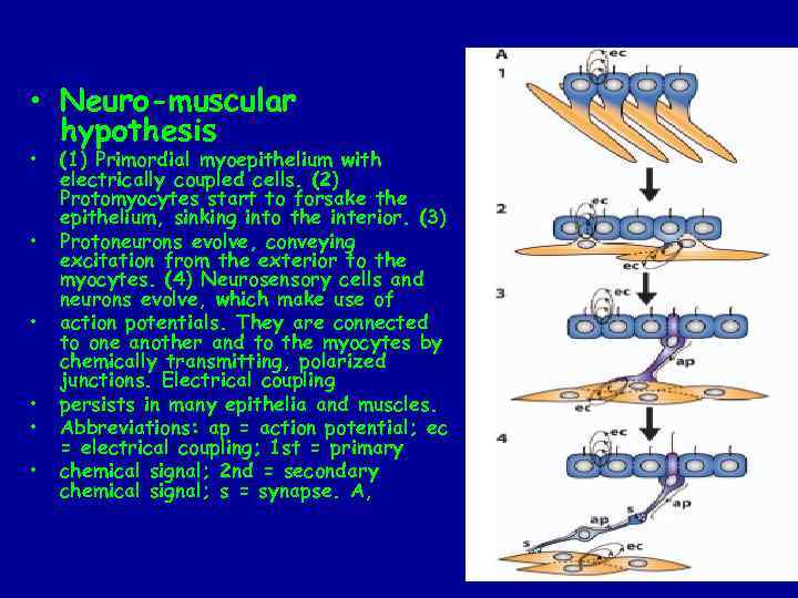  • Neuro-muscular hypothesis • • • (1) Primordial myoepithelium with electrically coupled cells.