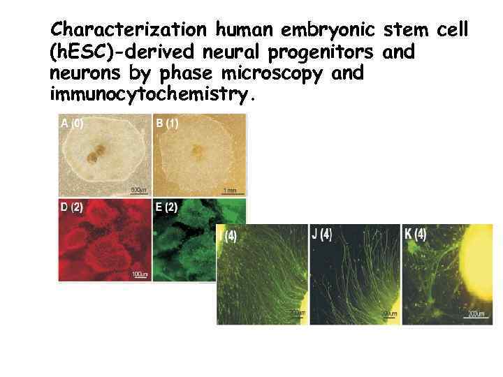 Characterization human embryonic stem cell (h. ESC)-derived neural progenitors and neurons by phase microscopy