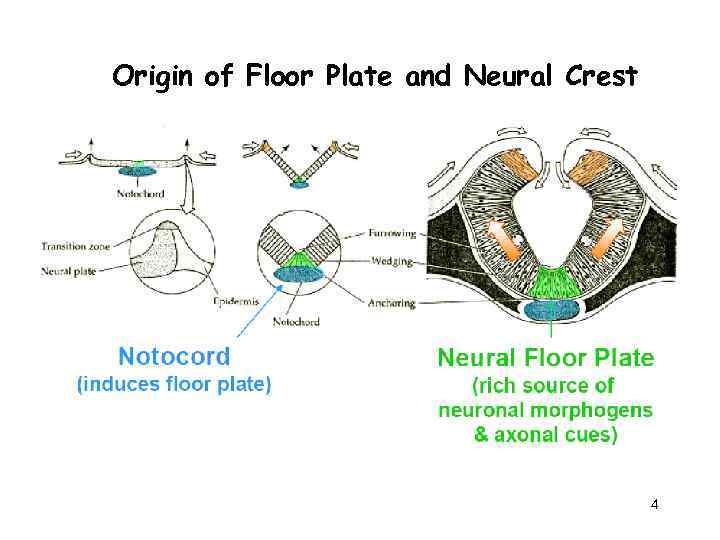 Origin of Floor Plate and Neural Crest 4 