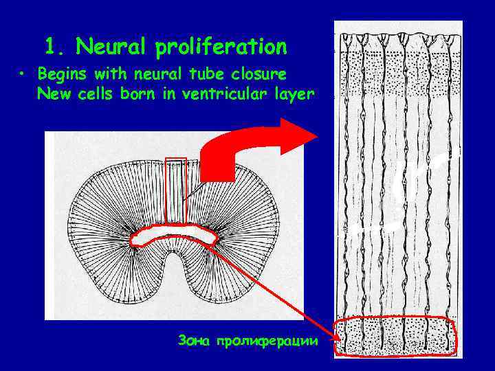 1. Neural proliferation • Begins with neural tube closure New cells born in ventricular