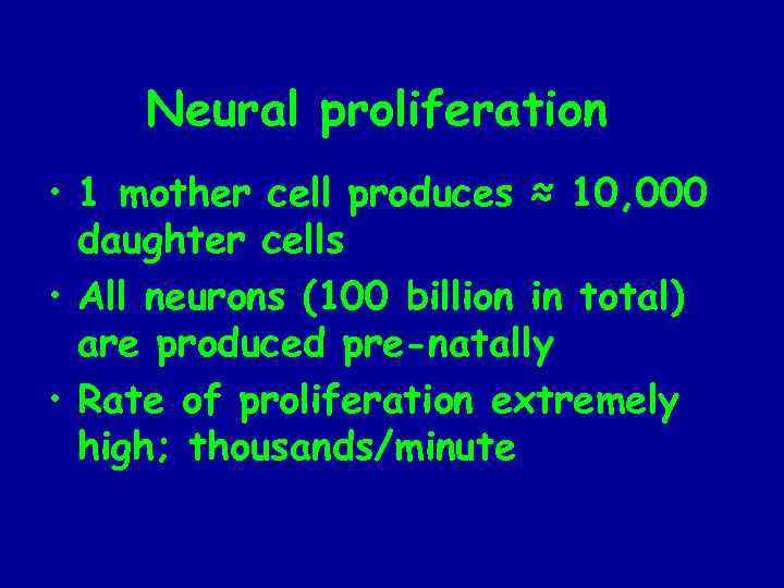 Neural proliferation • 1 mother cell produces ≈ 10, 000 daughter cells • All