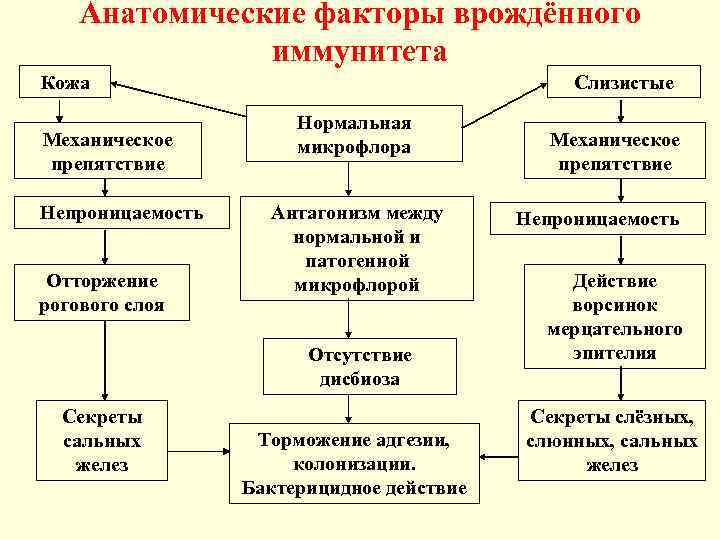 Анатомические факторы врождённого иммунитета Кожа Механическое препятствие Непроницаемость Отторжение рогового слоя Слизистые Нормальная микрофлора