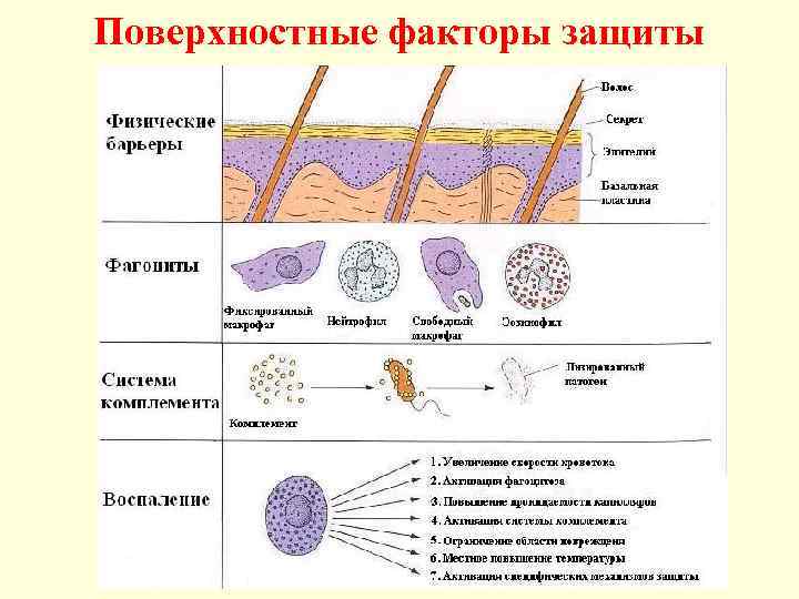Поверхностные факторы защиты 