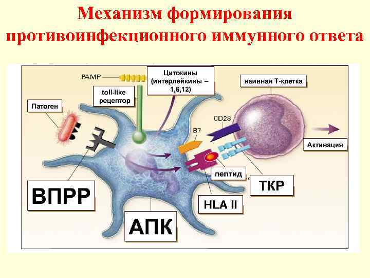 Противопротозойный иммунитет схема