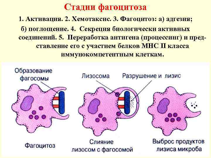 Схема фагоцитоза в иммунологии