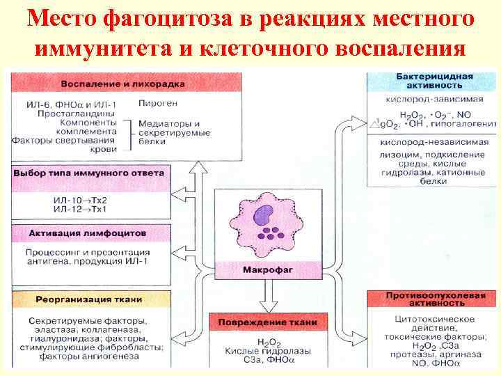 Место фагоцитоза в реакциях местного иммунитета и клеточного воспаления 