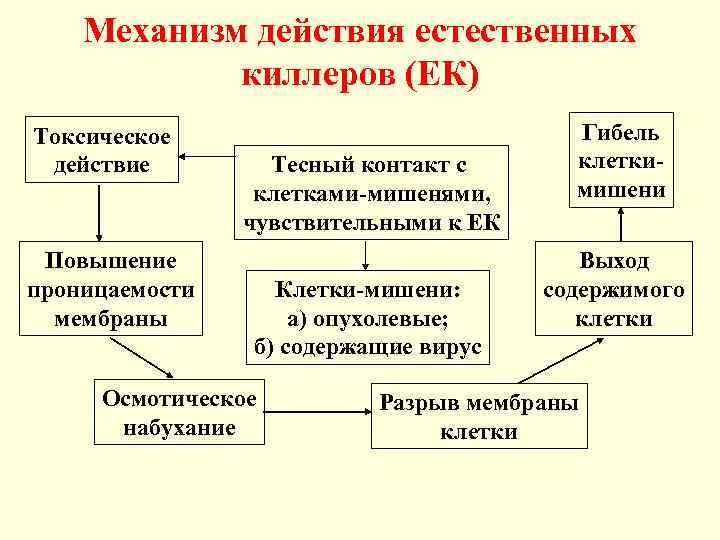 Механизм действия естественных киллеров (ЕК) Токсическое действие Повышение проницаемости мембраны Тесный контакт с клетками-мишенями,