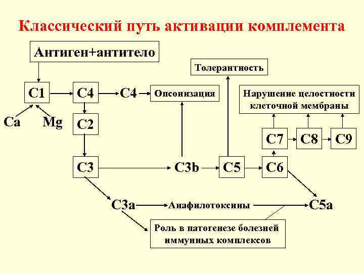 Система комплемента иммунология презентация