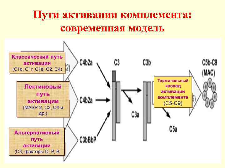 Пути активации комплемента: современная модель 