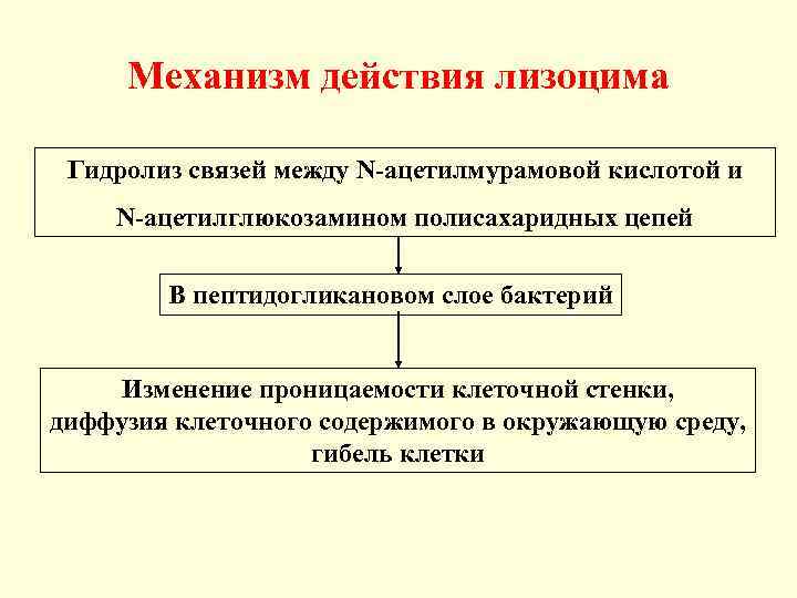 Механизм действия лизоцима Гидролиз связей между N-ацетилмурамовой кислотой и N-ацетилглюкозамином полисахаридных цепей В пептидогликановом