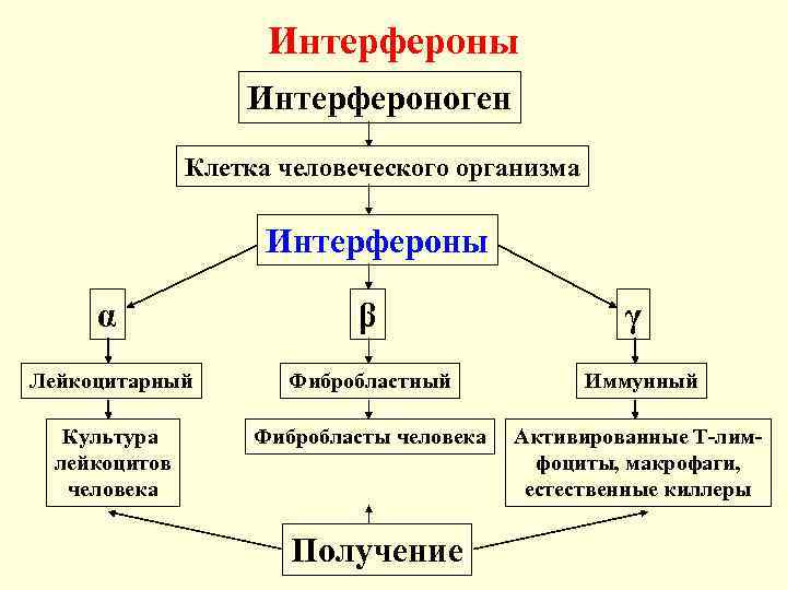 Интерфероны Интерфероноген Клетка человеческого организма Интерфероны α β Лейкоцитарный Фибробластный Иммунный Культура лейкоцитов человека