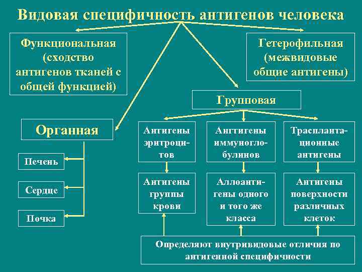 Видовая специфичность антигенов человека Функциональная (сходство антигенов тканей с общей функцией) Органная Печень Сердце