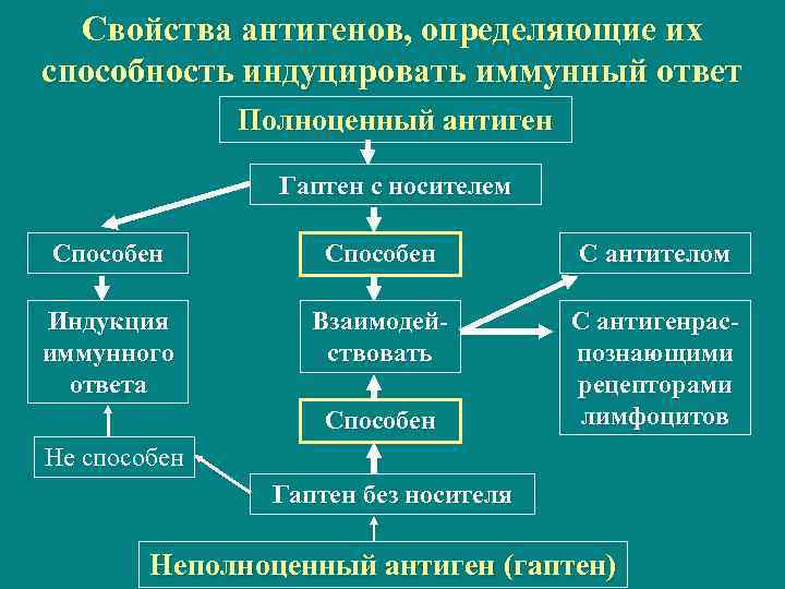 Свойства антигенов, определяющие их способность индуцировать иммунный ответ Полноценный антиген Гаптен с носителем Способен