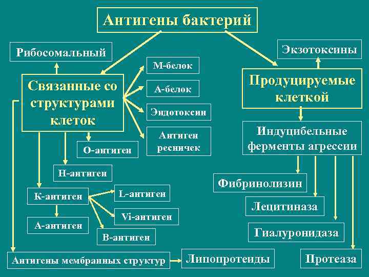 Антигены бактерий Экзотоксины Рибосомальный М-белок Связанные со структурами клеток А-белок Эндотоксин О-антиген Антиген ресничек