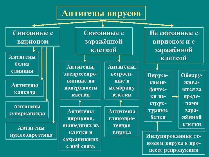 Антигены вирусов Связанные с вирионом Антигены белка слияния Антигены капсида Антигены суперкапсида Антигены нуклеопротеина