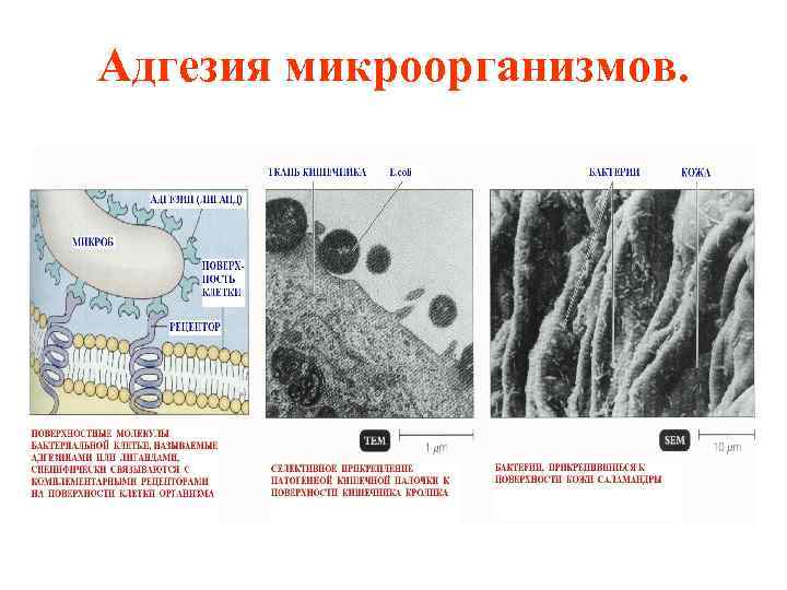 Адгезия нейлона к столу