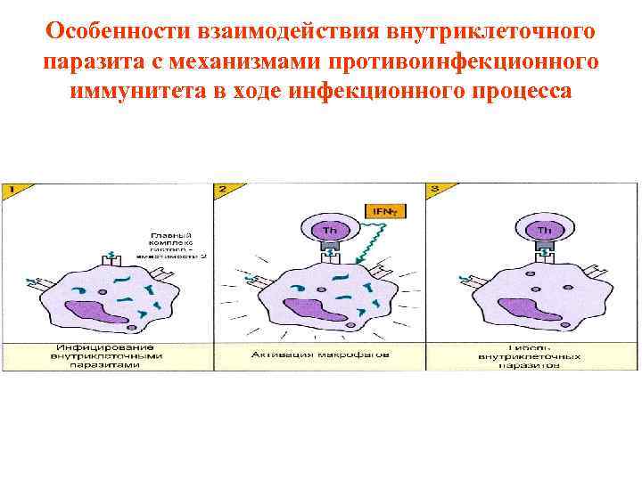 Особенности взаимодействия внутриклеточного паразита с механизмами противоинфекционного иммунитета в ходе инфекционного процесса 