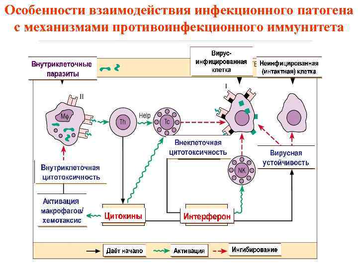 Особенности взаимодействия инфекционного патогена с механизмами противоинфекционного иммунитета 