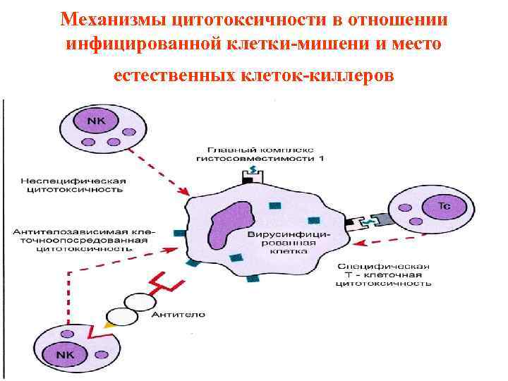 Механизмы цитотоксичности в отношении инфицированной клетки-мишени и место естественных клеток-киллеров 