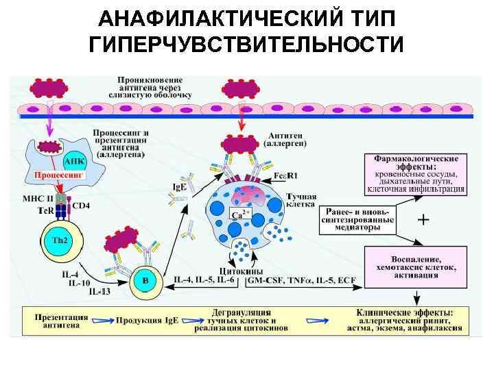 АНАФИЛАКТИЧЕСКИЙ ТИП ГИПЕРЧУВСТВИТЕЛЬНОСТИ 