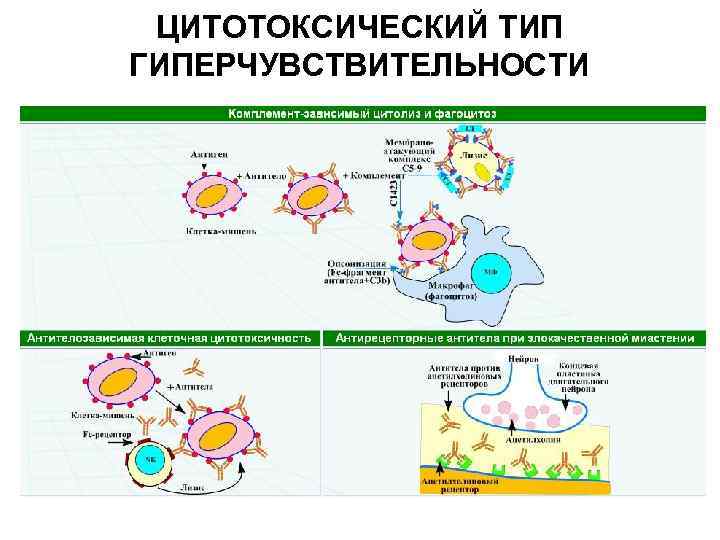 ЦИТОТОКСИЧЕСКИЙ ТИП ГИПЕРЧУВСТВИТЕЛЬНОСТИ 