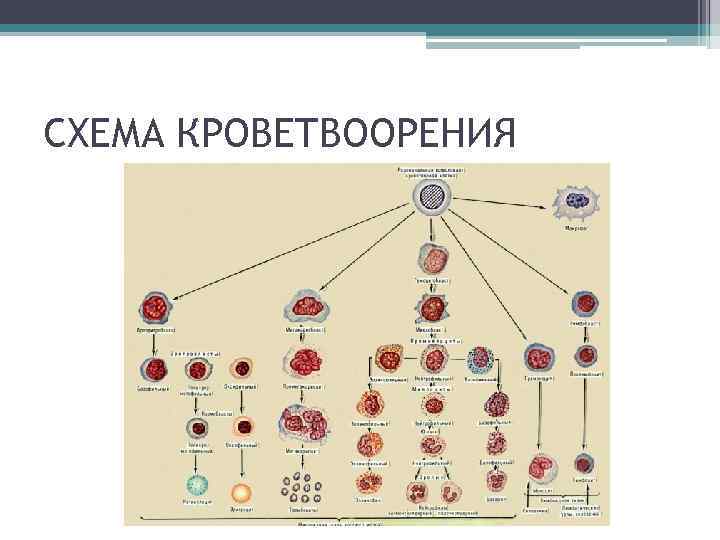СХЕМА КРОВЕТВООРЕНИЯ 