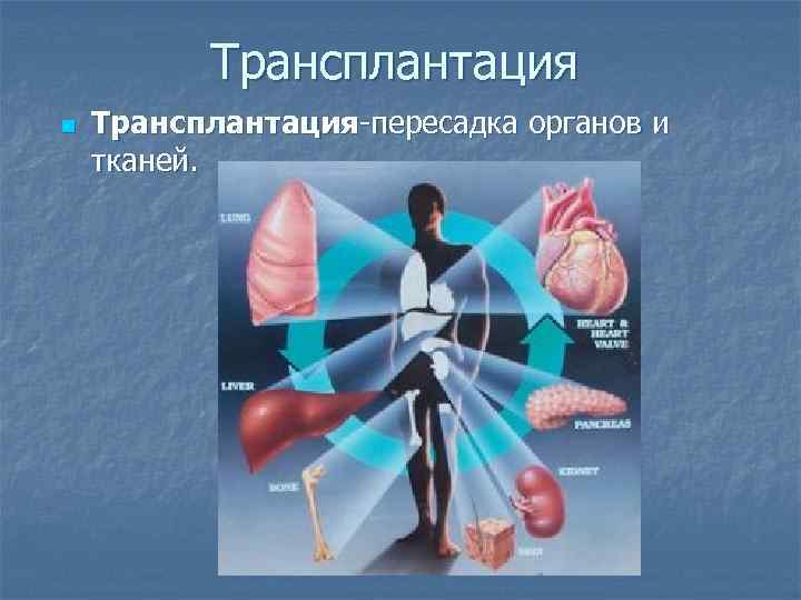 Трансплантация n Трансплантация-пересадка органов и тканей. 